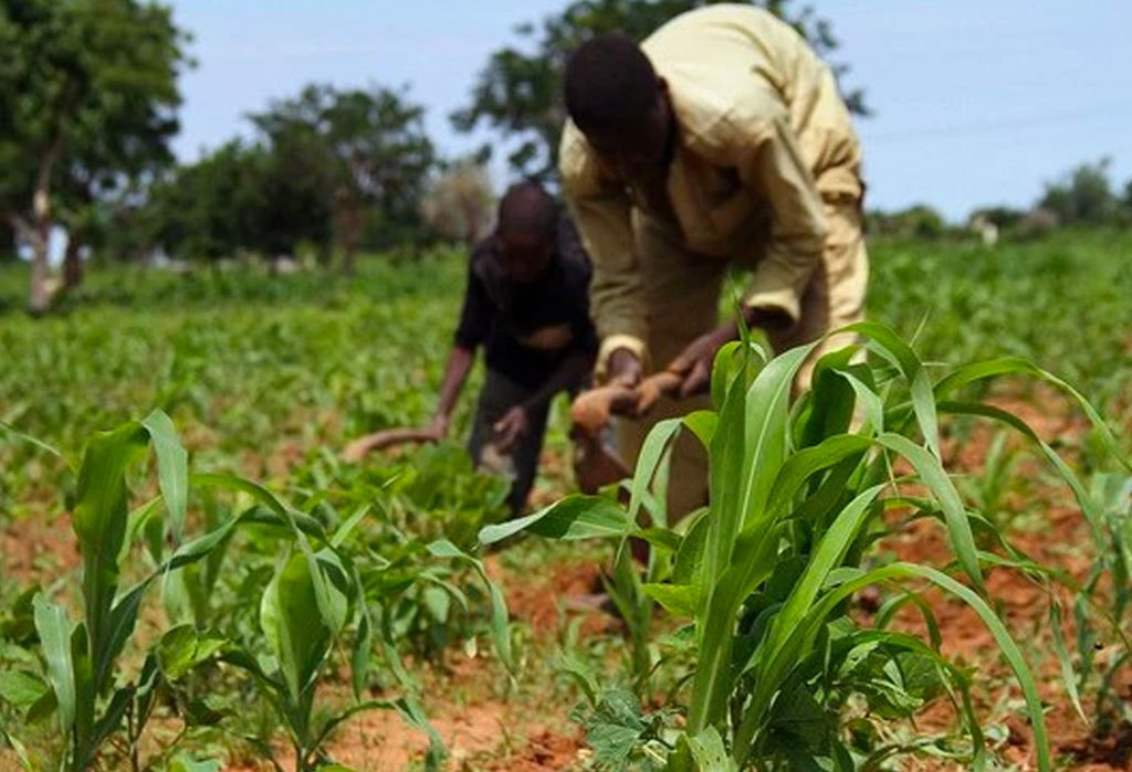 Sokoto Farmers Lose Billions as Climate Warnings Fail to Reach Them