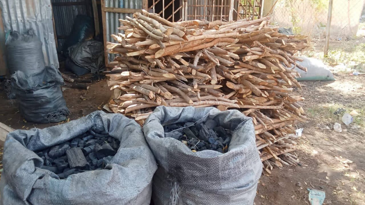 Poverty, Energy Crisis Fuel Deforestation in Sokoto